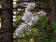 09 Nell'ombrosa abetaia un fiore baciato dal sole mattutino